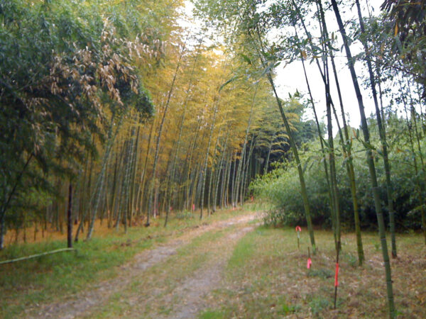 Moso - Bamboo Farming USA