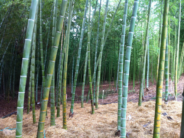 moso bamboo zone
