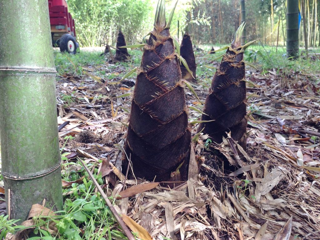 Fresh Bamboo Shoots Bamboo Farming USA