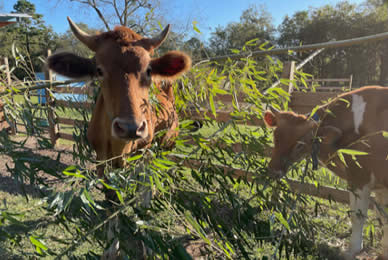 livestock fodder